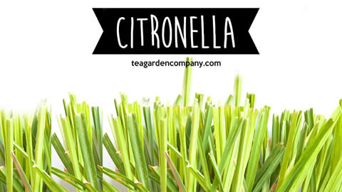 Beneficios de la Citronella